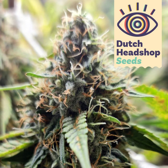 Auto Pineapple Express (Private Label) main product photo