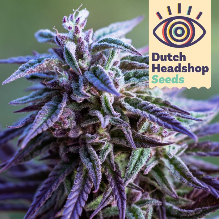 Auto Purple Haze (Private Label) main product photo