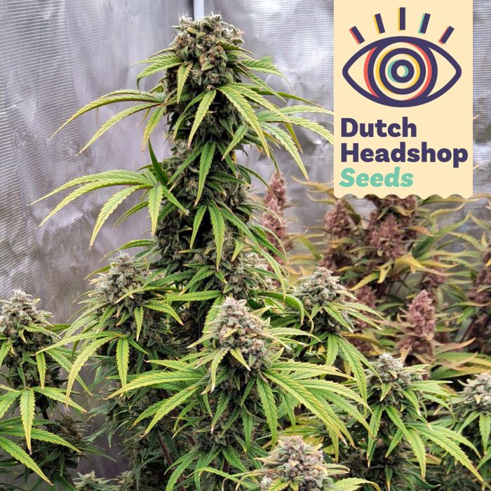 Auto Purple Punch (Private Label) main product photo