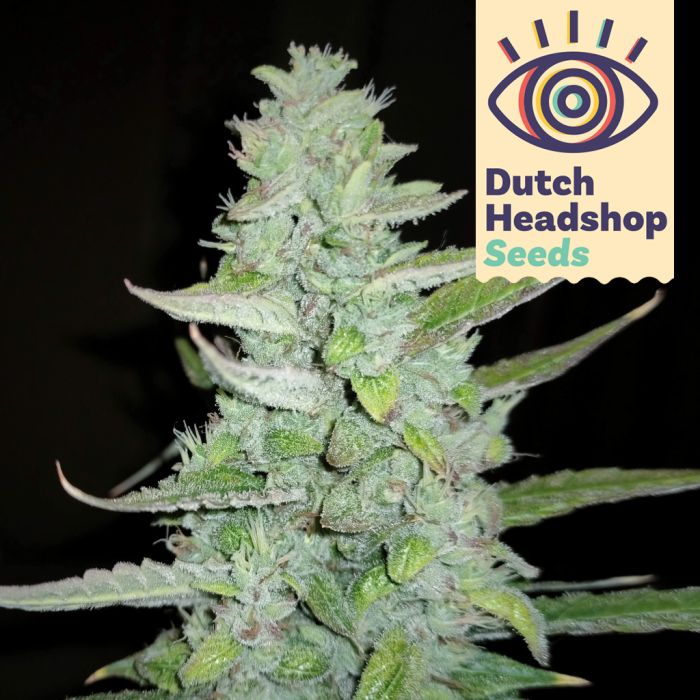 Auto Sour Diesel (Private Label) main product photo