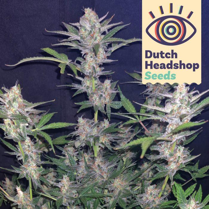 Auto White Widow (Private Label) main product photo