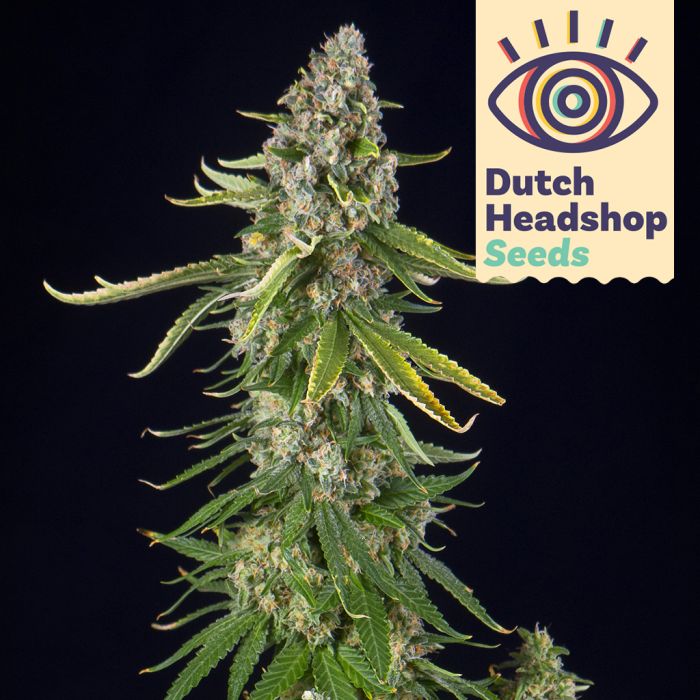 Classic Autoflower Mix (Private Label) 5 seeds main product photo
