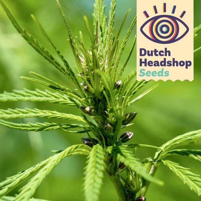 Futura 75 Hemp (Private Label) 25 seeds main product photo