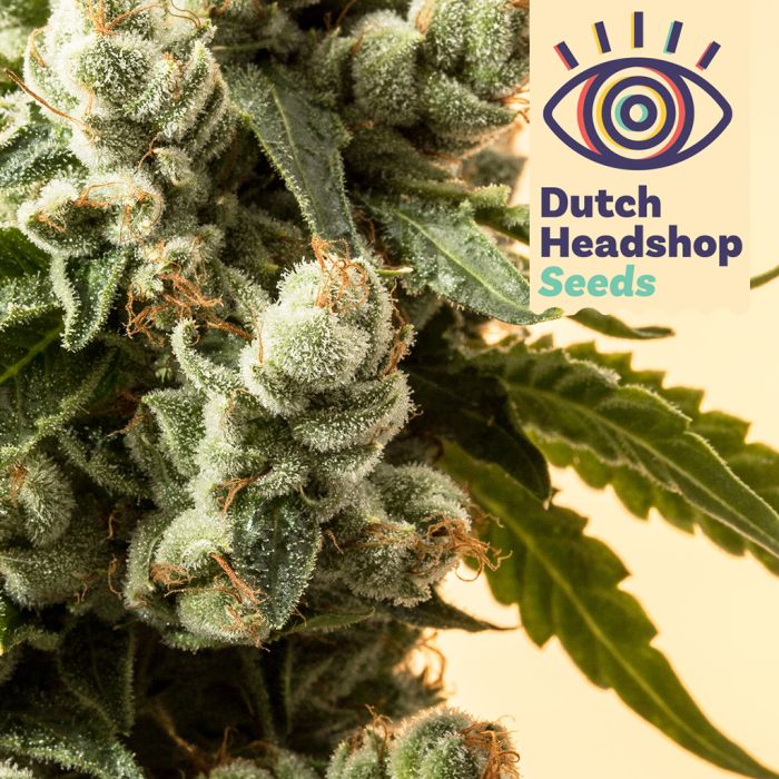 THC Master Mix (Private Label) 5 seeds main product photo