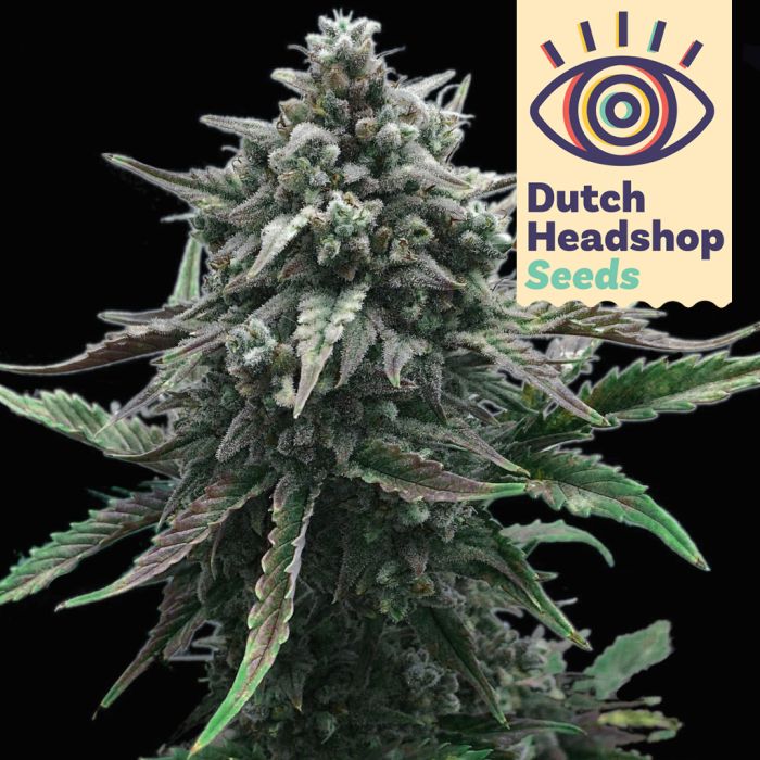 White Widow (Private Label) main product photo