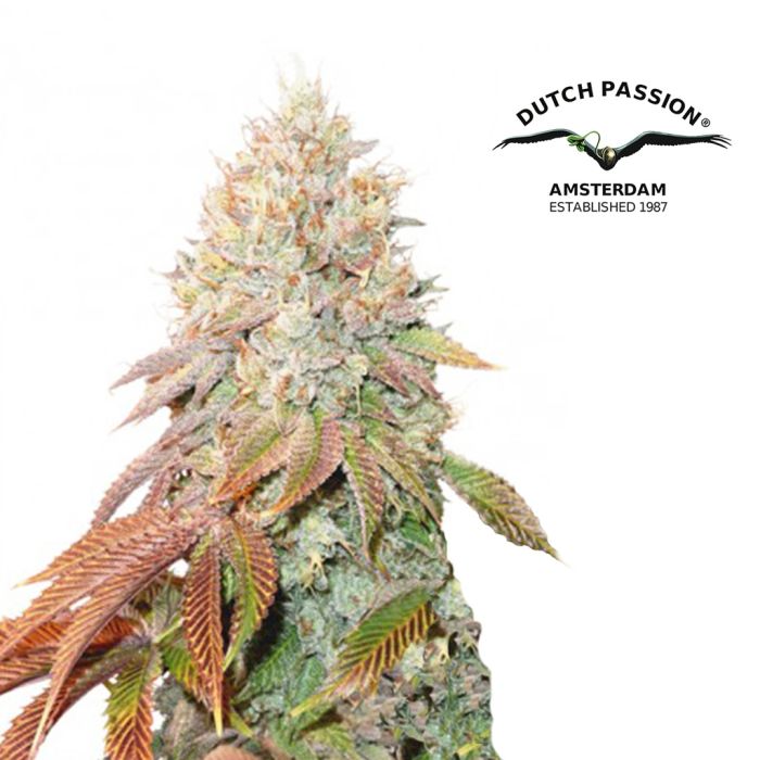 Auto Banana Blaze (Dutch Passion) 3 seeds main product photo