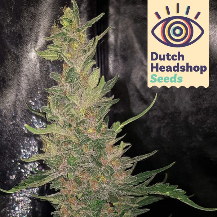Early Skunk (Private Label) main product photo
