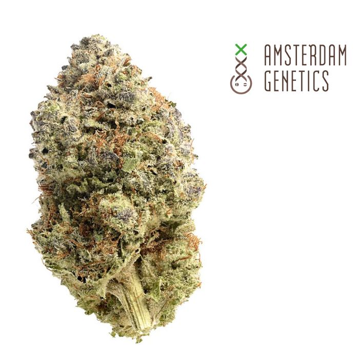 Fatkid’s Cake (Amsterdam Genetics) 3 seeds main product photo