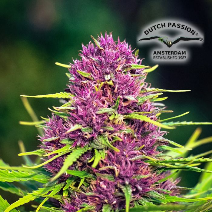 Frisian Dew (Dutch Passion) 5 seeds main product photo