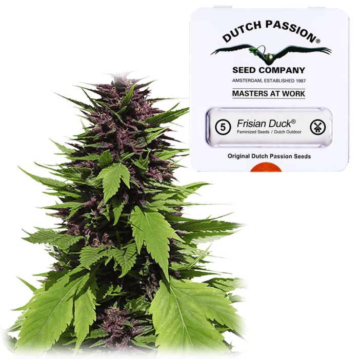 Frisian Duck (Dutch Passion) 5 seeds main product photo