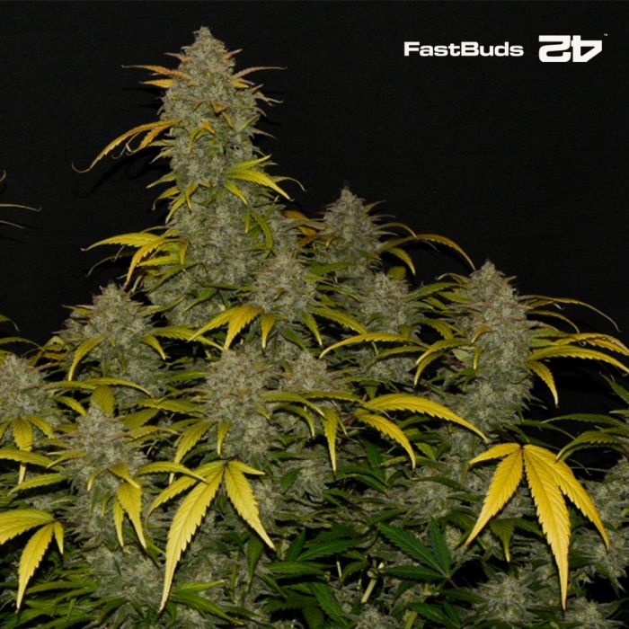 Gelato Auto (Fast Buds) main product photo