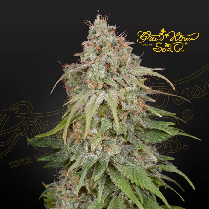 GH Amnesia (Greenhouse Seeds) main product photo