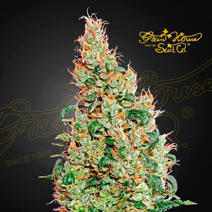 Green-O-Matic Autoflower (Greenhouse Seeds) 5 seeds main product photo