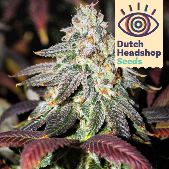 Granddaddy Purple (Private Label) main product photo