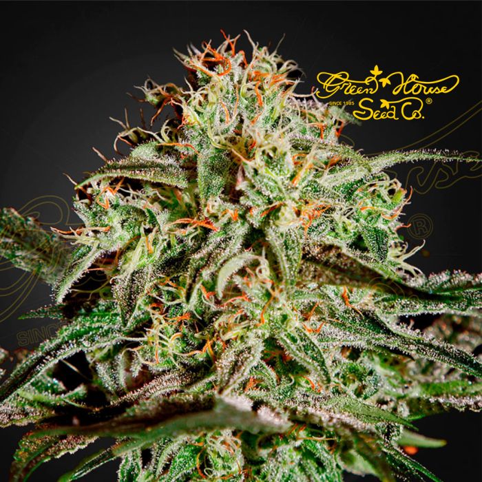 A.M.S. (Greenhouse Seeds) 5 seeds main product photo