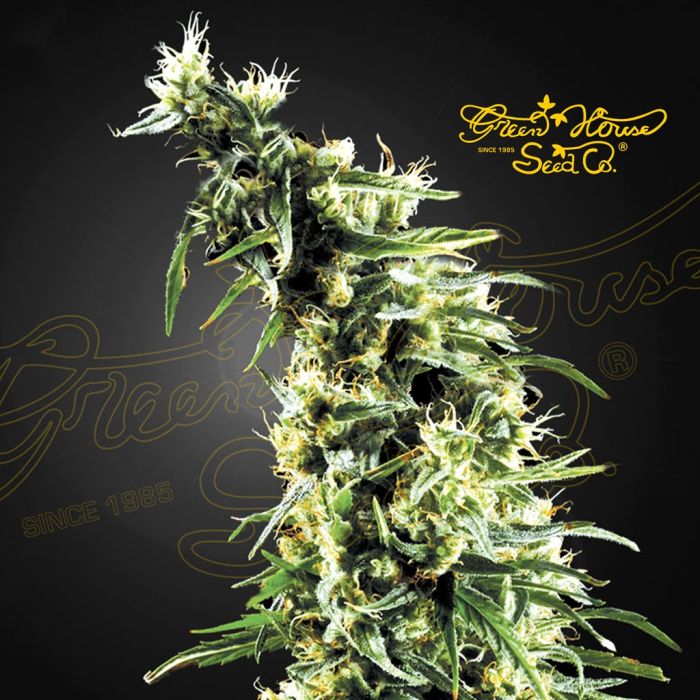Hawaiian Snow (Greenhouse Seeds) 5 seeds main product photo
