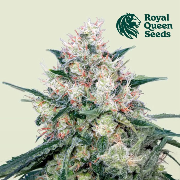 Honey Cream Fast Flowering (Royal Queen Seeds) 3 seeds main product photo