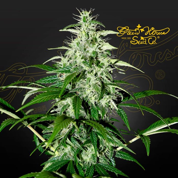 Kalashnikova Auto (Greenhouse Seeds) main product photo