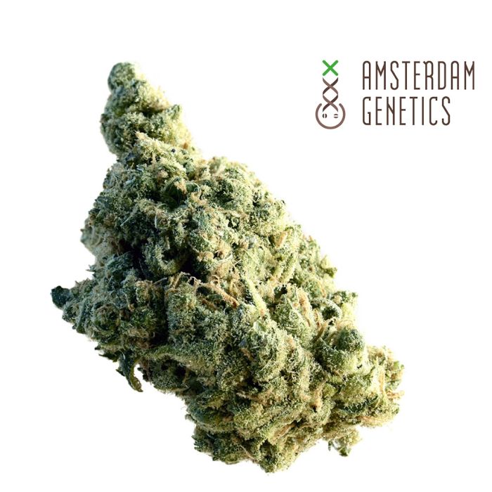 Lemon Ice (Amsterdam Genetics) 3 seeds main product photo