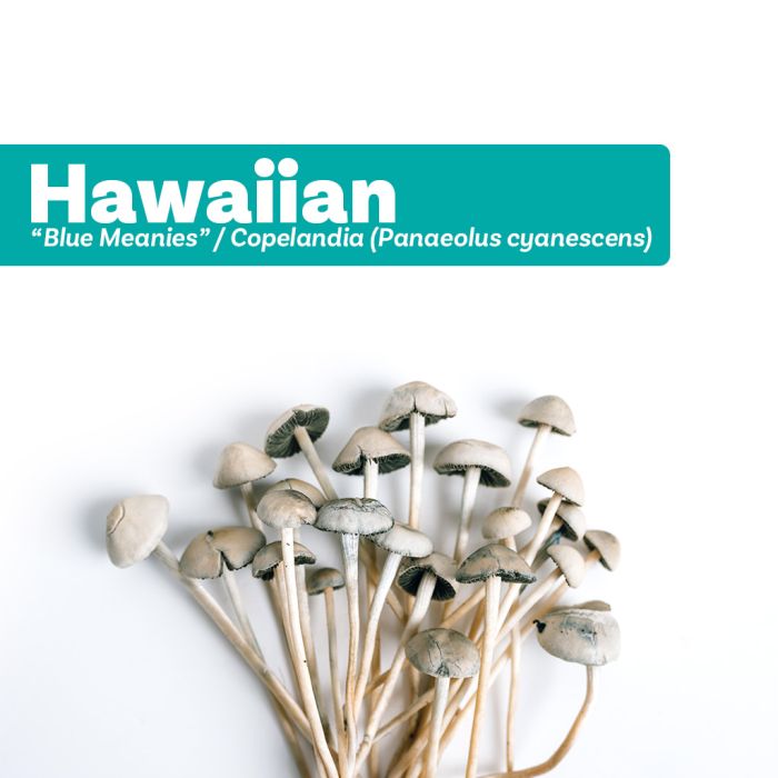 Magic Mushroom Growkit Hawaiian (Blue Meanies Grow Kit) 1200 cc main product photo