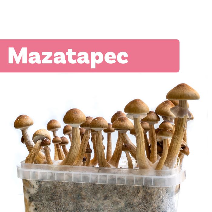 Magic Mushroom Growkit Mazatapec (Ready-to-Grow) main product photo