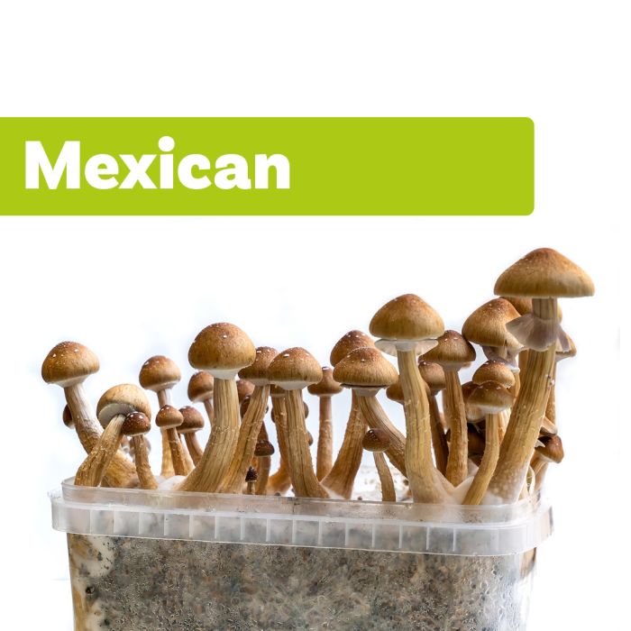 Magic Mushroom Growkit Mexicana (Ready-to-Grow) main product photo