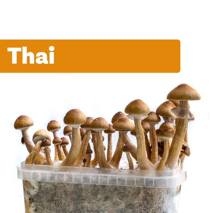 Magic Mushroom Growkit Thai (Ready-to-Grow) main product photo