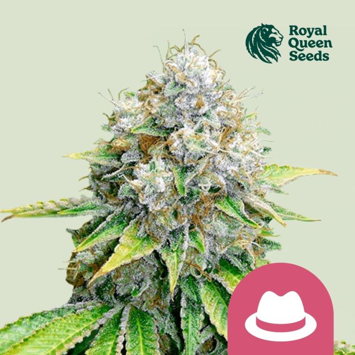 O.G. Kush (Royal Queen Seeds) 5 seeds main product photo