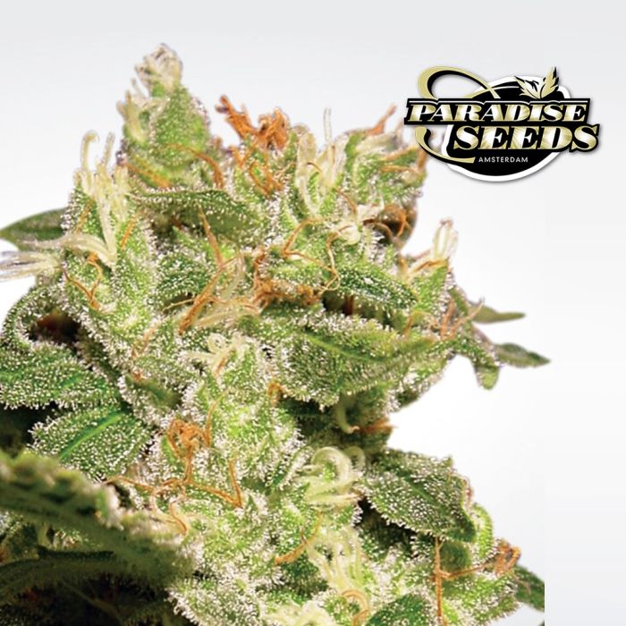 Auto Jack (Paradise Seeds) 3 seeds main product photo