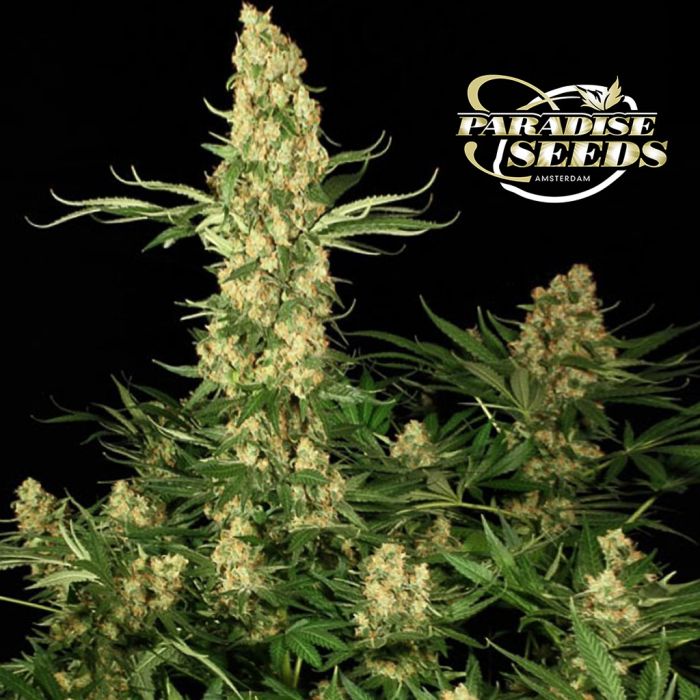 Wappa (Paradise Seeds) 3 seeds main product photo