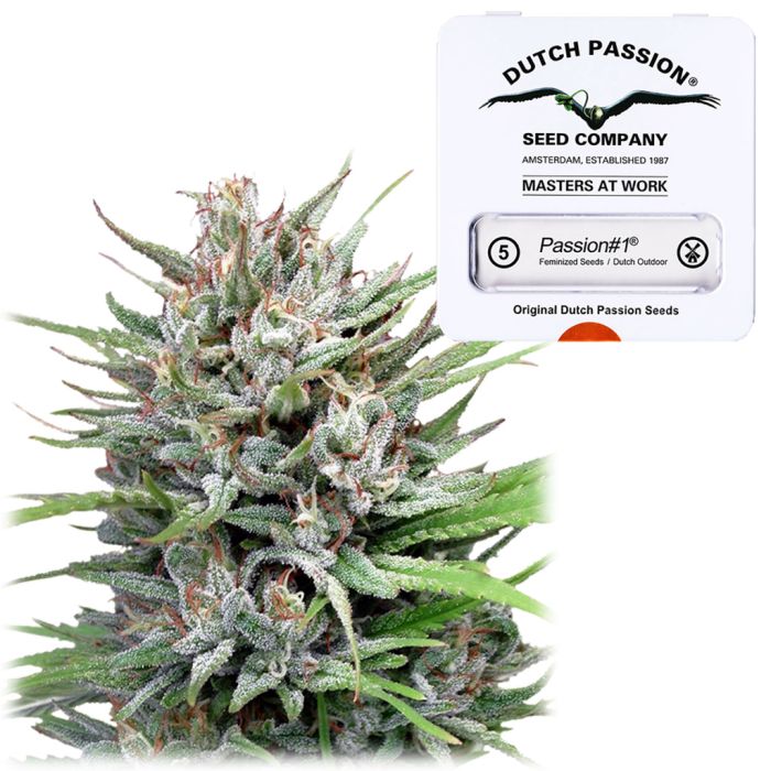 Passion #1 Fast Flowering (Dutch Passion) 5 seeds main product photo