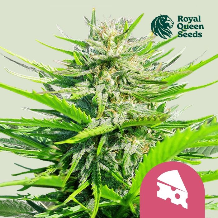 Royal Cheese Fast Flowering (Royal Queen Seeds) 5 seeds main product photo