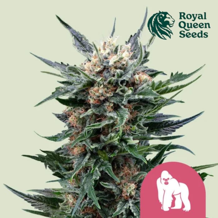 Royal Gorilla (Royal Queen Seeds) 3 seeds main product photo