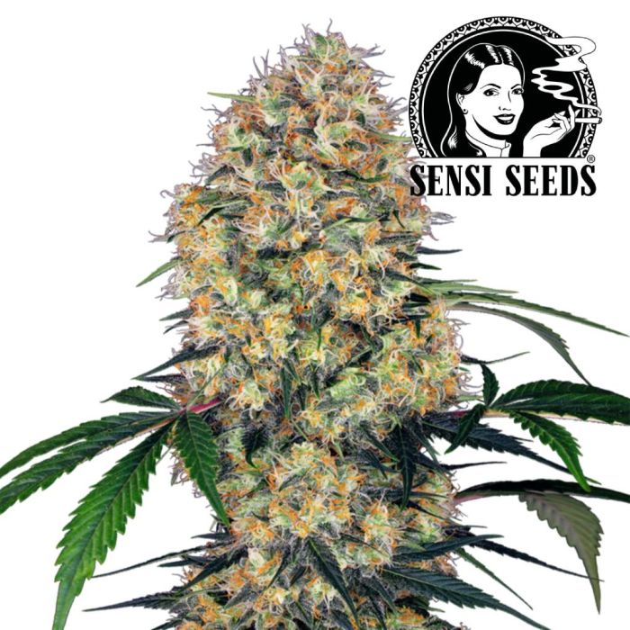 Sensi Amnesia XXL Automatic (Sensi Seeds) main product photo