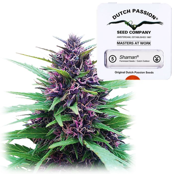 Shaman (Dutch Passion) 5 seeds main product photo