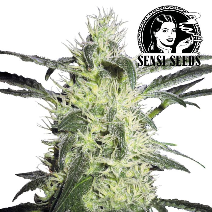 Silver Haze (Sensi Seeds) main product photo