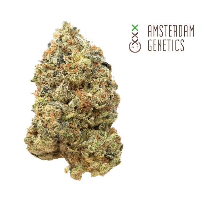 Tangerine G13 (Amsterdam Genetics) 3 seeds main product photo