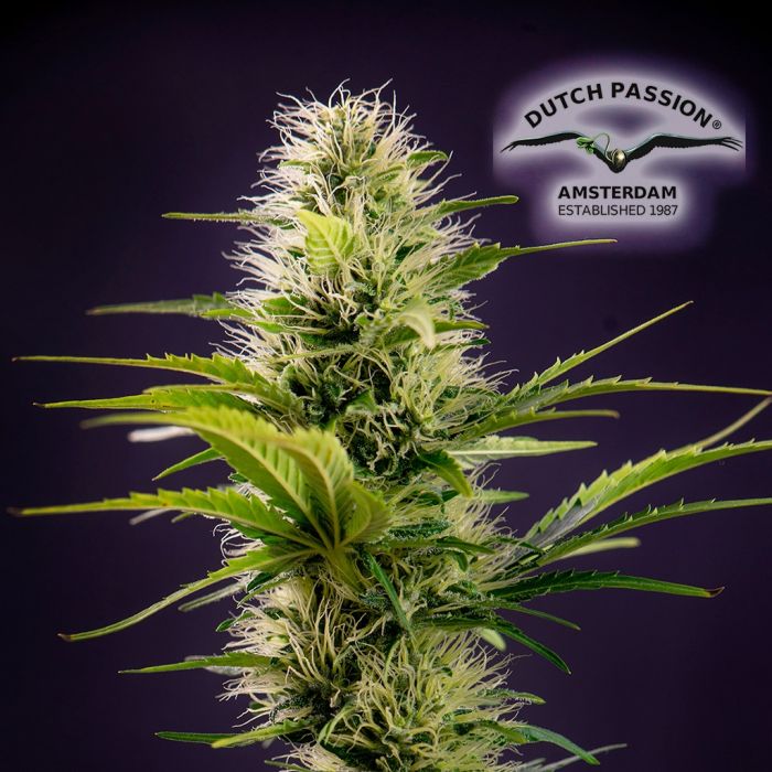 THC-Victory THCV (Dutch Passion) 3 seeds main product photo