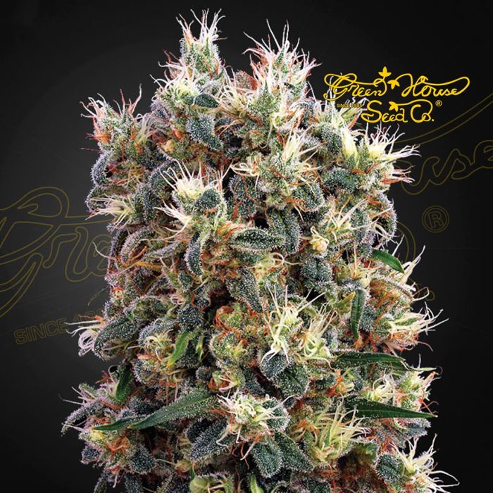 The Church (Greenhouse Seeds) 5 seeds main product photo