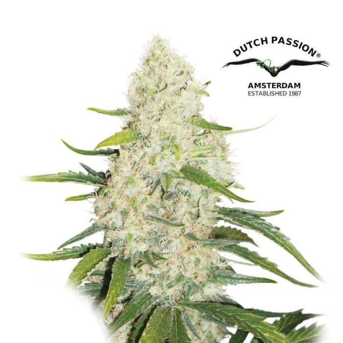 Think Big Autoflower (Dutch Passion) 3 seeds main product photo