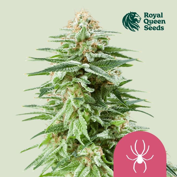 White Widow (Royal Queen Seeds) 5 seeds main product photo