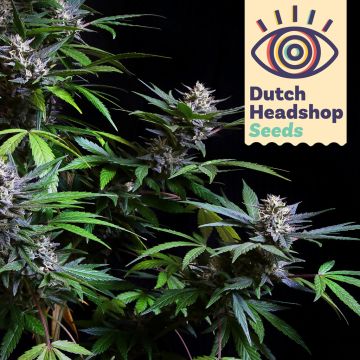Fast Gorilla Glue (Private Label)