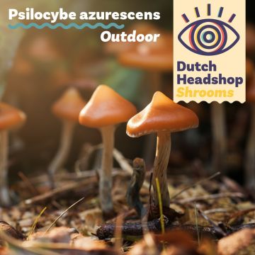 Outdoor Magic Mushrooms - P. Azurescens Growkit 280cc