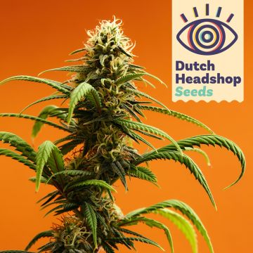 Auto CBD Charlotte's Wonder (Private Label)