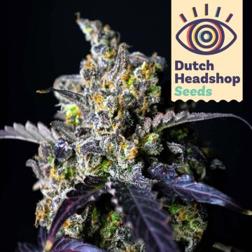 Auto Gelato (Private Label)