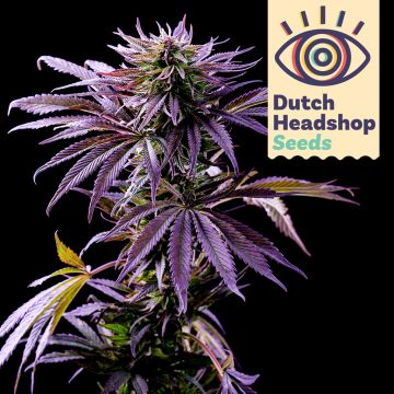 Fast Purple Punch (Private Label)