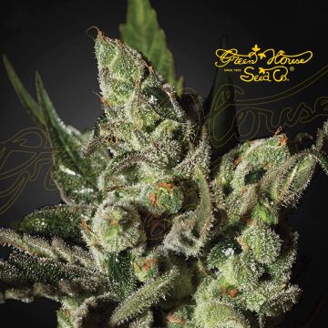 Exodus Cheese (Greenhouse Seeds) 5 seeds