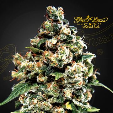Jack Herer (Greenhouse Seeds) 5 seeds