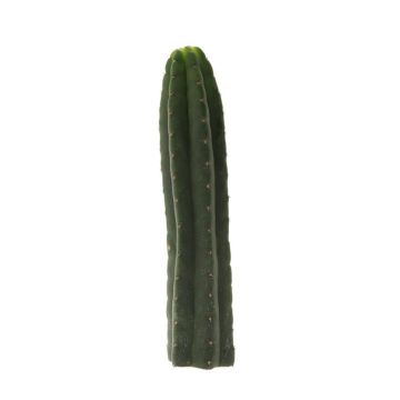San Pedro Mescaline Cactus [Trichocereus pachanoi]