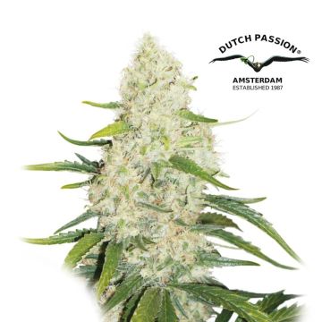 Think Big Autoflower (Dutch Passion) 3 seeds